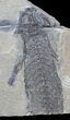 Permian Branchiosaur (Amphibian) Fossil - Germany #44394-1